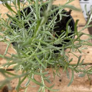 Helechrysum 10.5cm