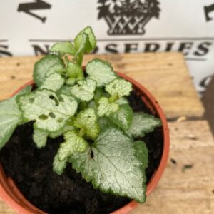Lamium Beacon Silver 10.5cm