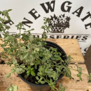 Thyme Silver Posie 10.5cm