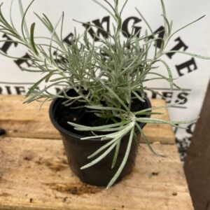 Helichrysum Angustifolia 10.5cm