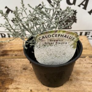 Calocephalus Silver Electra 10.5cm