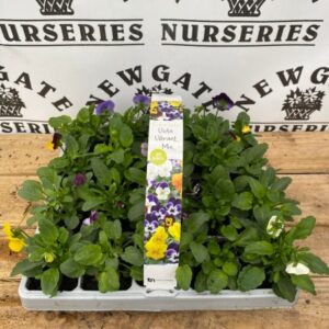 Pansy Mixed 20 Pack