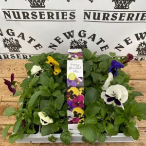 Viola Mixed 20 Pack