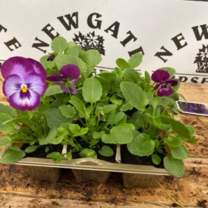Viola 6 Pack Clear Purple