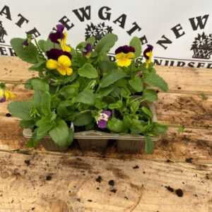 Viola 6 Pack Yellow Jump-up