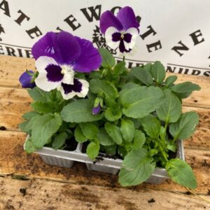 Pansy 6 Pack Matrix Purple & White