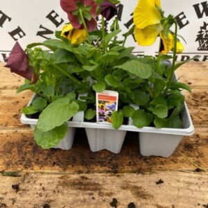 Pansy 6 Pack Mixed