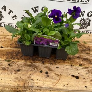 Pansy 6 Pack Blue Blotch