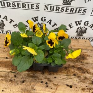 Pansy 6 Pack Matrix Yellow