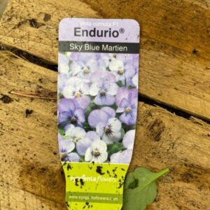 Viola 6 Pack Endurio Sky Blue Martien