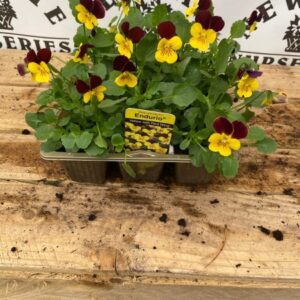 Viola 6 Pack Endurio Yellow & Red Wing