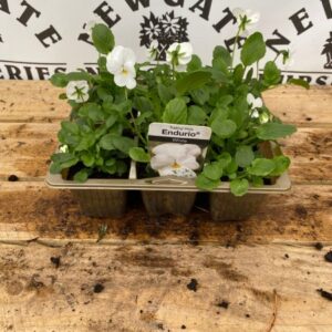 Viola 6 Pack Endurio White