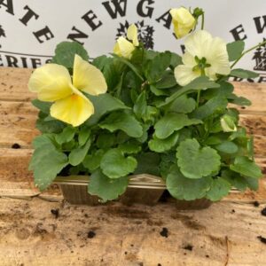 Pansy 6 Pack Pure Primrose