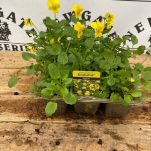 Viola 6 Pack Endurio Yellow