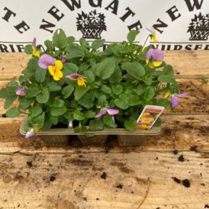 Viola 6 Pack Yellow Pink Jump Up