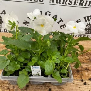 Pansy 6 Pack Matrix White