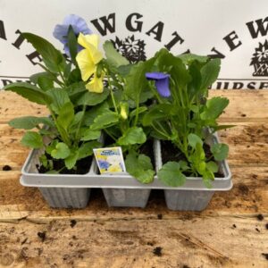 Pansy 6 Pack Matrix Blue White Yellow