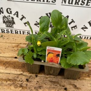 Pansy 6 Pack Orange