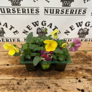 Pansy 6 Pack Apple Cider Mix
