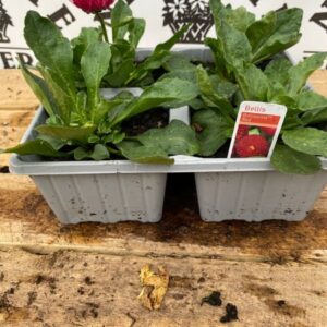 Bellis 4 Pack Belissima Red