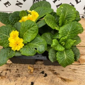 Primrose 4 Pack Mixed