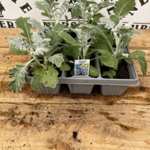 Cineraria Silver Dust