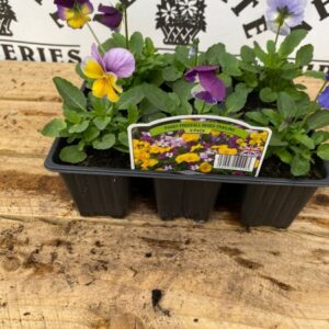 Pansy 6 Pack Trailing Freefall Mix