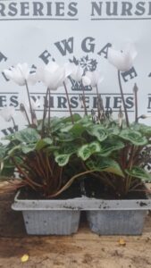 Cyclamen Miracle 4 Pack