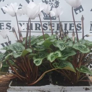 Cyclamen Miracle 4 Pack