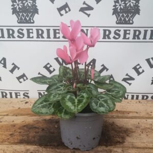 Cyclamen Miracle 10 cm