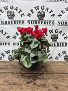 Cyclamen Patio Mix