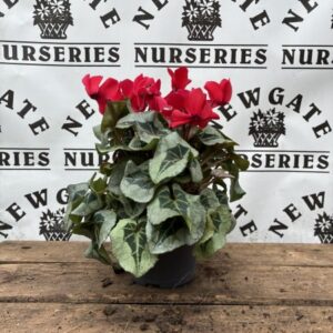 Cyclamen Patio Mix