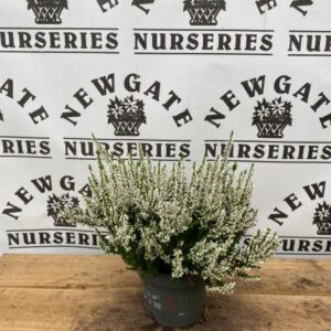 Calluna Garden girls (white) Viva