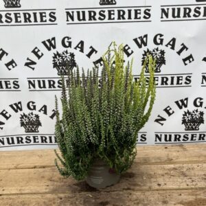 Calluna Garden Girls Trio C1