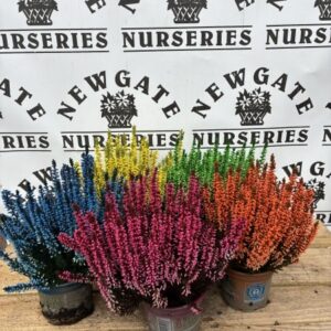 Painted Heathers 10cm