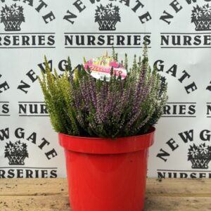 Calluna Beauty Ladies Quattro