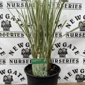 Calamagrostis Overdam C3