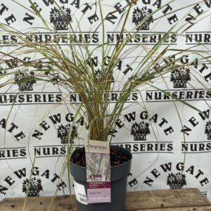 Calamagrostis Overdam C5