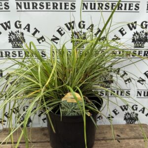 Carex Evergold C5