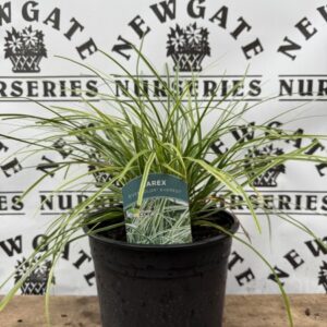 Carex Everest C3