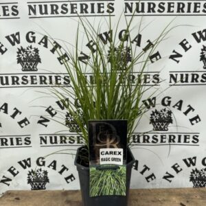 Carex Magic Green