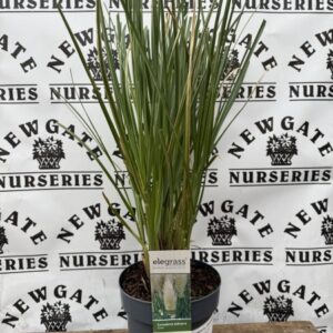 Cortaderia Selloana Evita