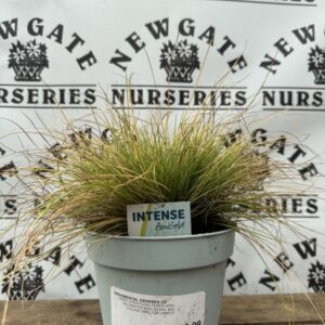 Festuca Glauca Amigold