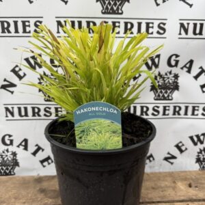 Hakonechloa Macra All Gold