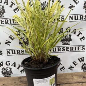 Hakonechloa Macra Aureola