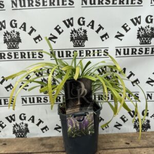 Liriope Money Maker