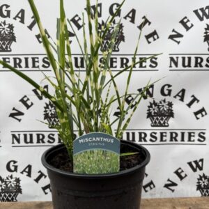 Miscanthus Strictus