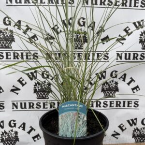 Miscanthus Sinensis Morning Light C3