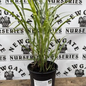 Miscanthus Zebrinus