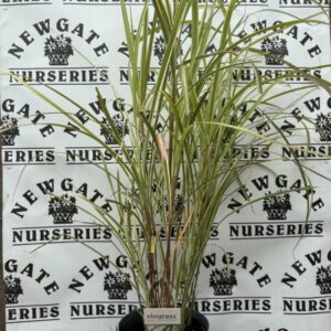 Miscanthus Sinensis 'Variegatus'